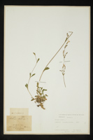 Silene nutans