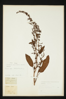 Rumex obtusifolius