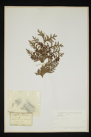 Thuja occidentalis