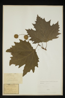 Platanus occidentalis