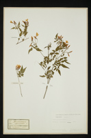 Jasminum officinale