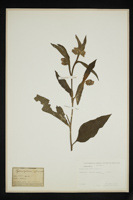 Symphytum officinale