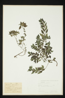 Parietaria officinalis