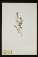 Fumaria officinalis