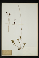 Sanguisorba officinalis