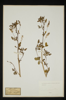 Melilotus officinalis