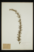 Rosmarinus officinalis