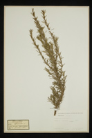 Rosmarinus officinalis