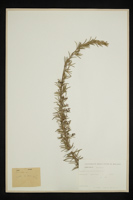 Rosmarinus officinalis