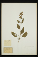 Salvia officinalis