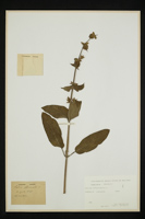 Salvia officinalis