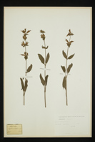 Salvia officinalis