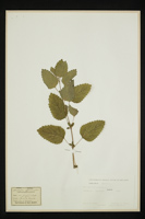 Melissa officinalis