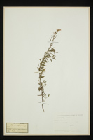 Hyssopus officinalis