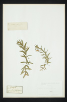 Gratiola officinalis