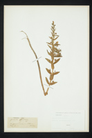 Gratiola officinalis