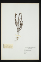 Euphrasia officinalis