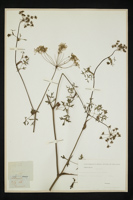 Peucedanum oreoselinum