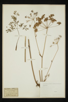 Peucedanum oreoselinum