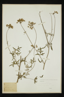 Peucedanum oreoselinum