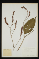 Polygonum orientale