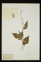 Polygonum orientale