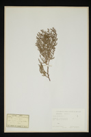 Thuja orientalis