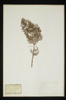 Thuja orientalis