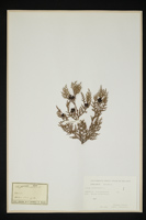 Thuja orientalis