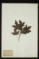 Liquidambar orientalis