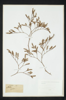 Limonium ovalifolia