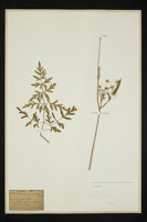 Peucedanum palustre