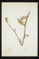 Cirsium palustre