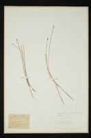Eleocharis palustris