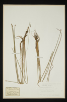 Eleocharis palustris