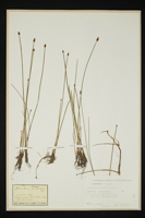 Eleocharis palustris