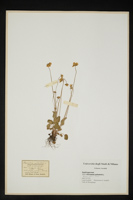 Parnassia palustris