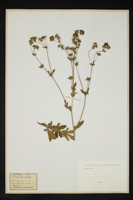 Potentilla palustris