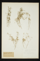 Gypsophila paniculata