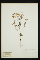 Tanacetum parthenium