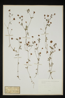 Trifolium patens