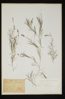 Potamogeton pectinatus