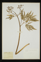 Molopospermum peloponnesiacum