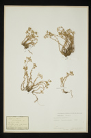 Scleranthus perennis