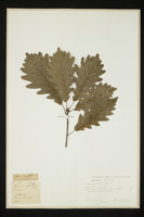 Quercus petraea