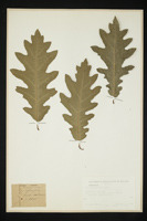 Quercus petraea