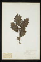 Quercus petraea