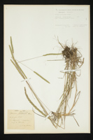 Phleum phleoides