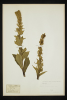 Verbascum phlomoides