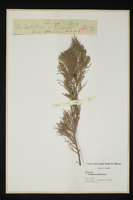 Juniperus phoenicea